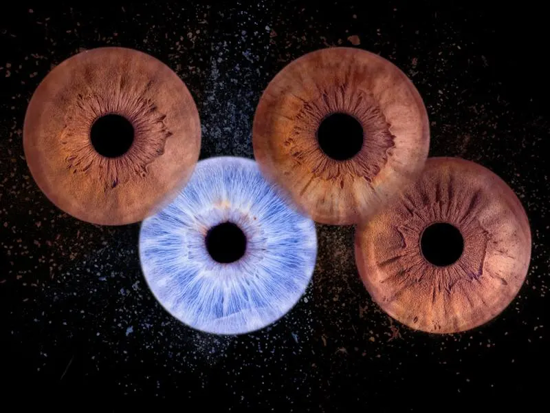 Composition de quatre iris d'une même famille